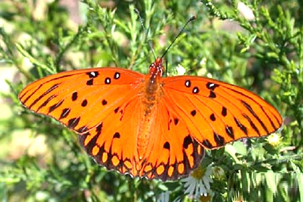 Butterflies Tanama