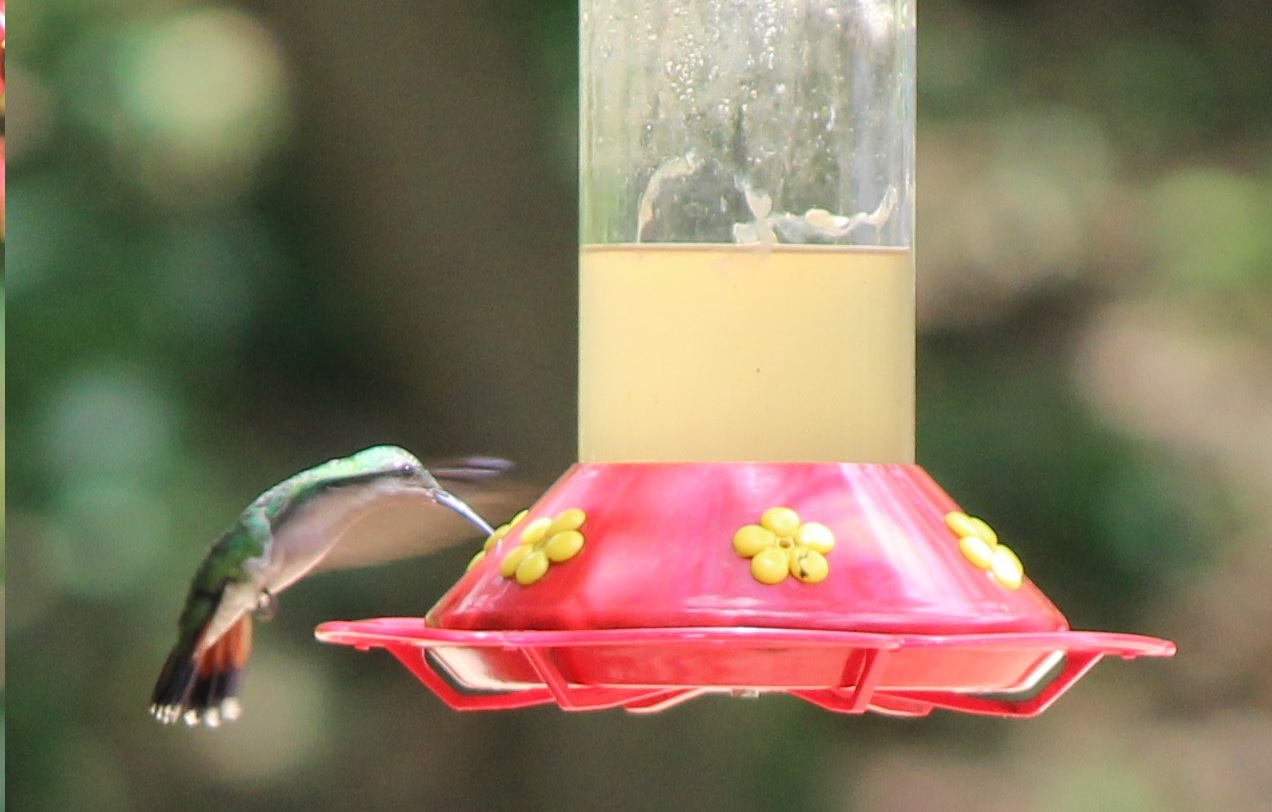 Hummingbird at feeder