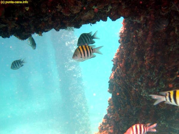 snorkeling saona