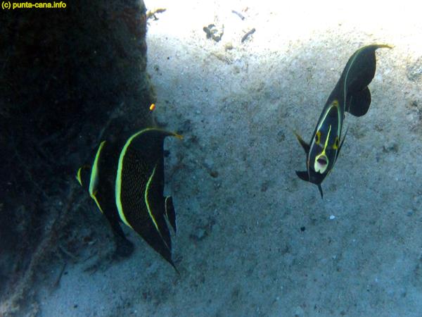 Snorkel Excursion Punta Cana 4