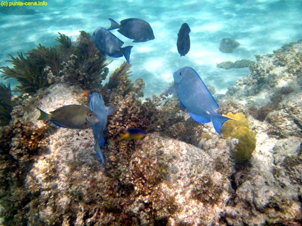 Snorkel Excursion Punta Cana 2