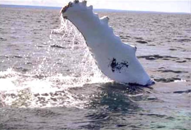 Whale Watching Pectoralis showing