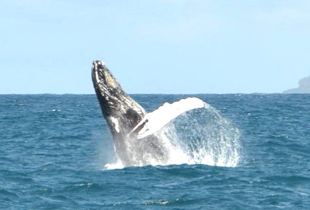 Whale Jumping