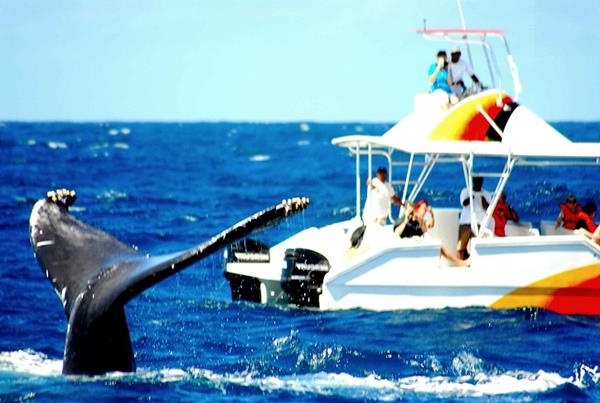 punta cana whale watching excursions